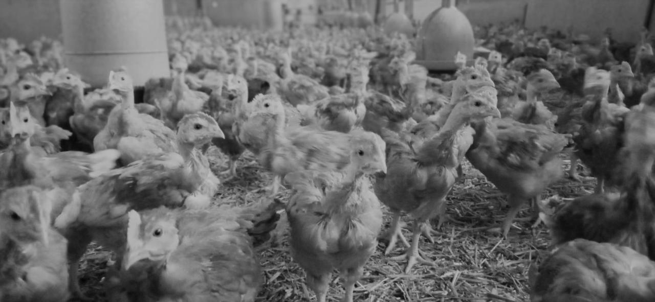 Au Nid Douillet De La Ferme Chauvet Hotel Chantenay-Villedieu Eksteriør billede